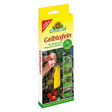 Flugfälla klisterskiva 21st