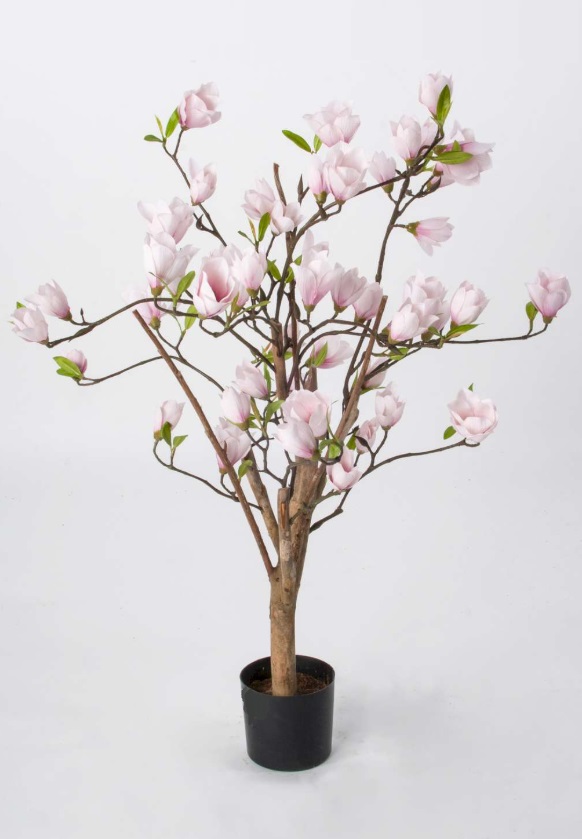 Magnoliaträd i kruka - Rosa - 80 cm - 2