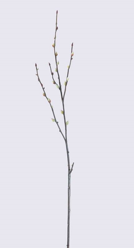 Videung - Videkvist - 55 cm - 2
