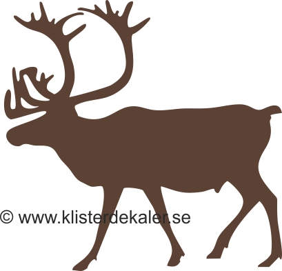 Wild Reindeer