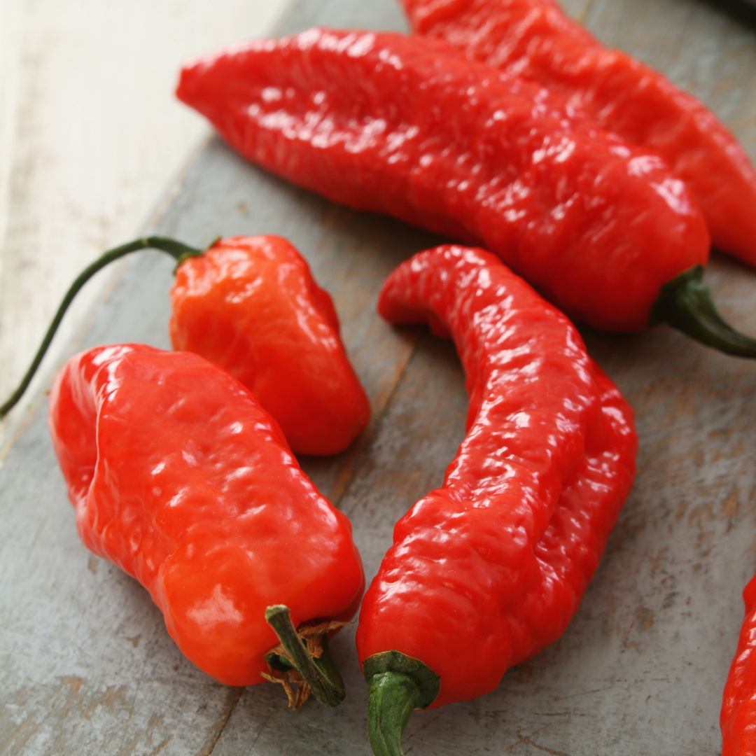 Chilipeppar - Bhut Jolokia
