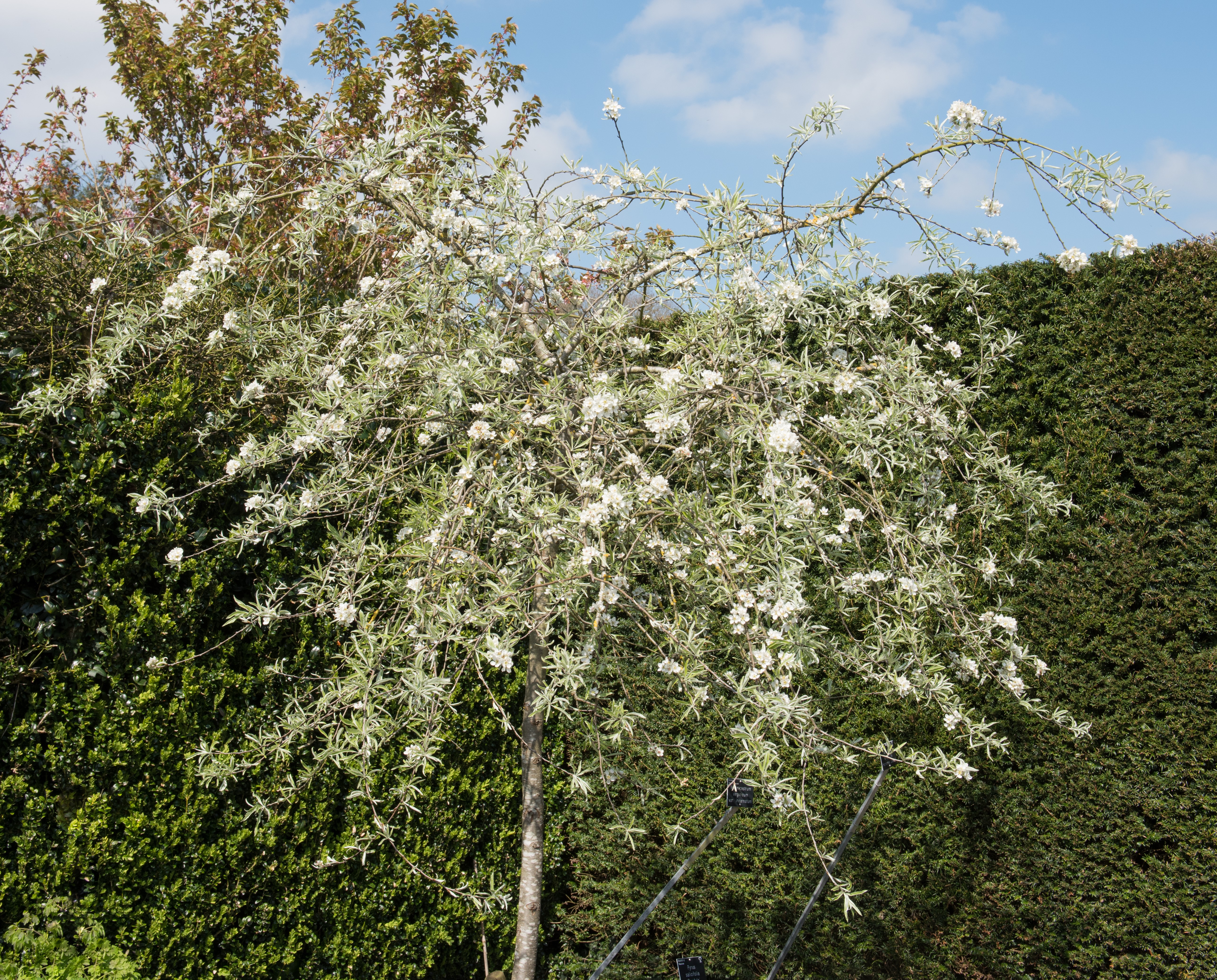 Silverpäronträd Pyrus salicifolia Pendula 6-8 cm 180 cm - 3