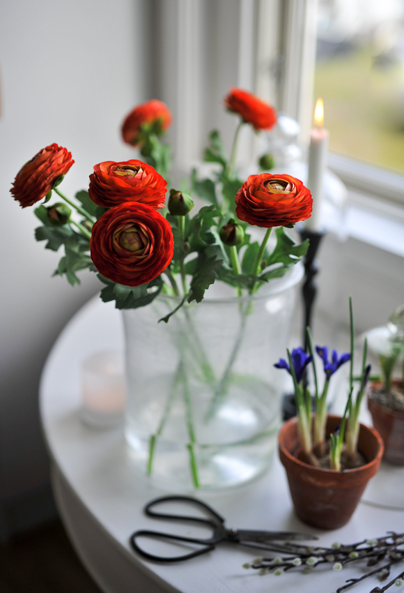 Ranunculus - Ranuncel - Twig - Orange - 50 cm - 6