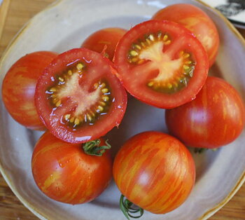 Tomat Striped Turkish