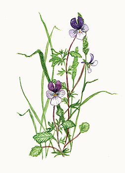 VYKORT A6 "Styvmorsviol"