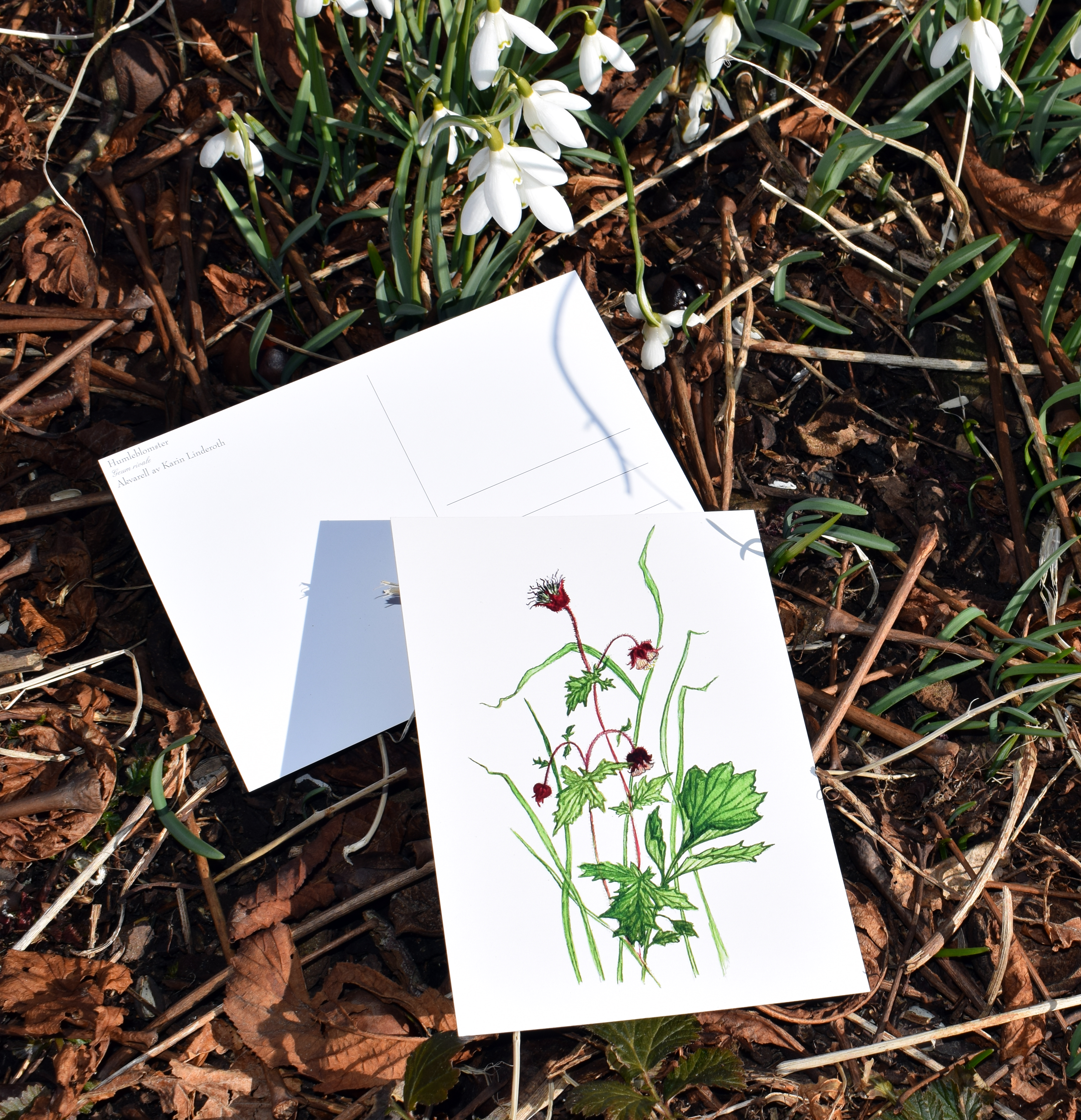 VYKORT A6 "Humleblomster" - 2
