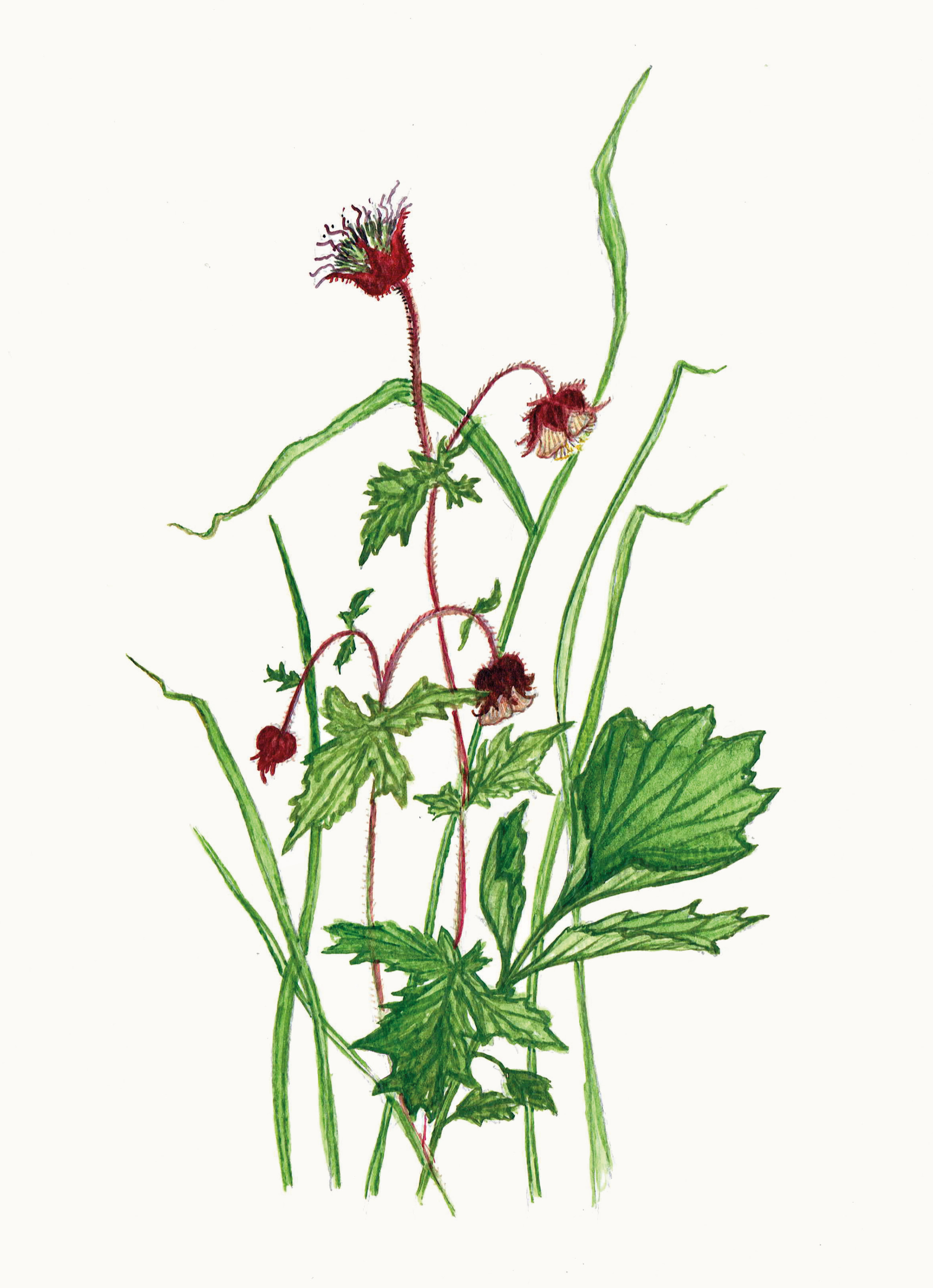 VYKORT A6 "Humleblomster"