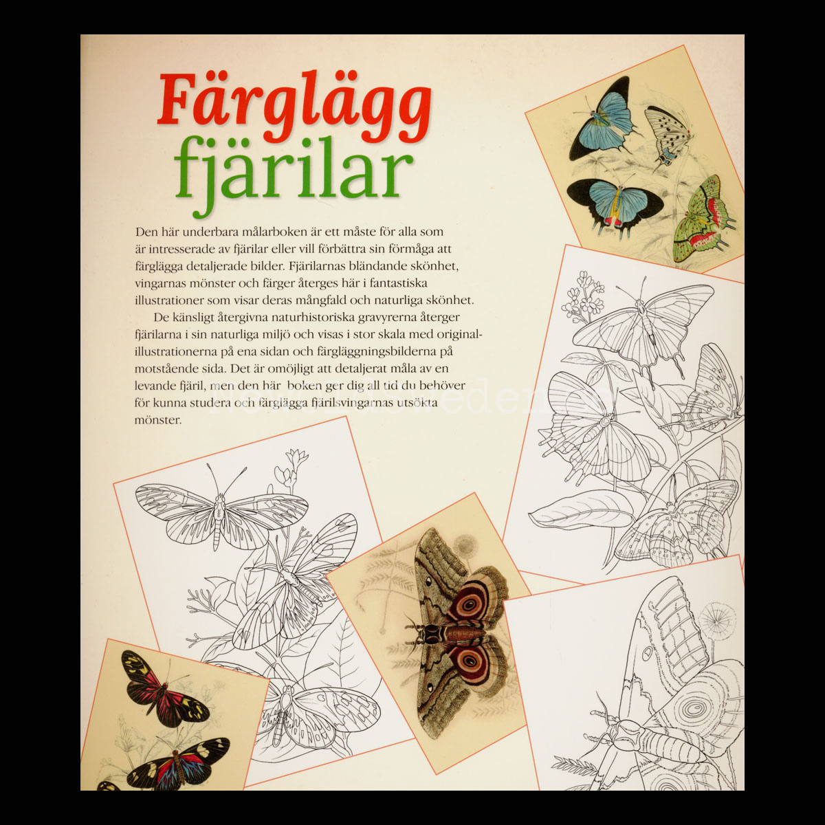 Färglägg fjärilar : Mer än 40 vackra fjärilar att färglägga - S12 - 3
