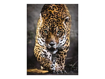 Clementoni Pussel Walk of the Jaguar, 1000 Bitar