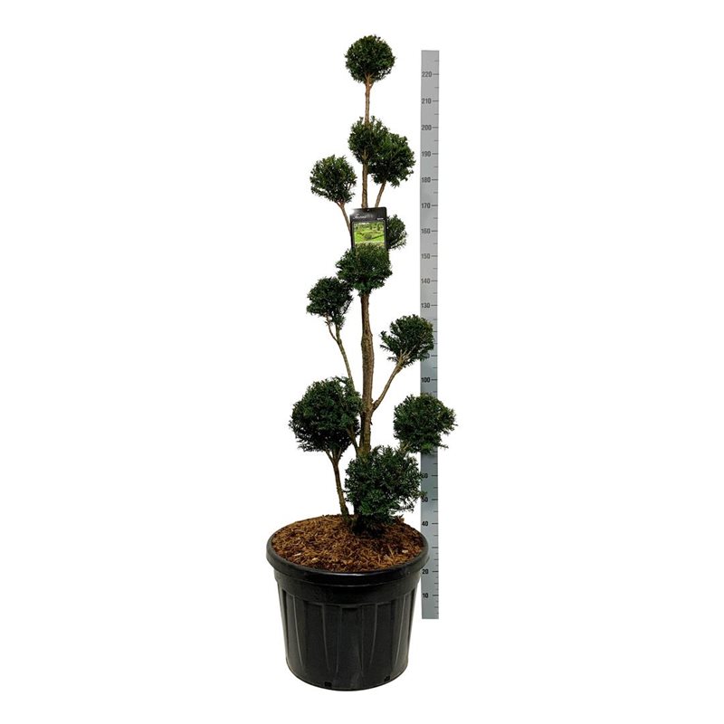 Formklippt idegran "Taxus baccata"  150-175 cm. Ponpon