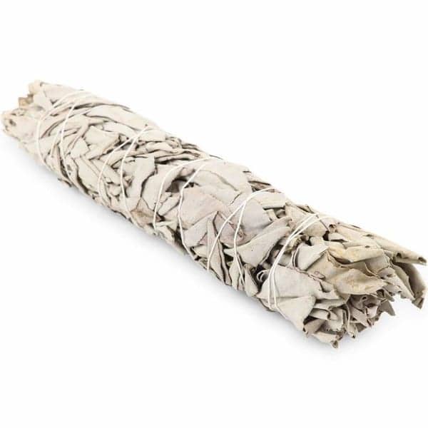 Vit Salvia - Smudge Bunt , Stor /XL  - ca. 20cm