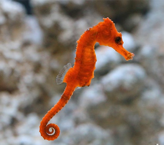 Hippocampus kuda Orange