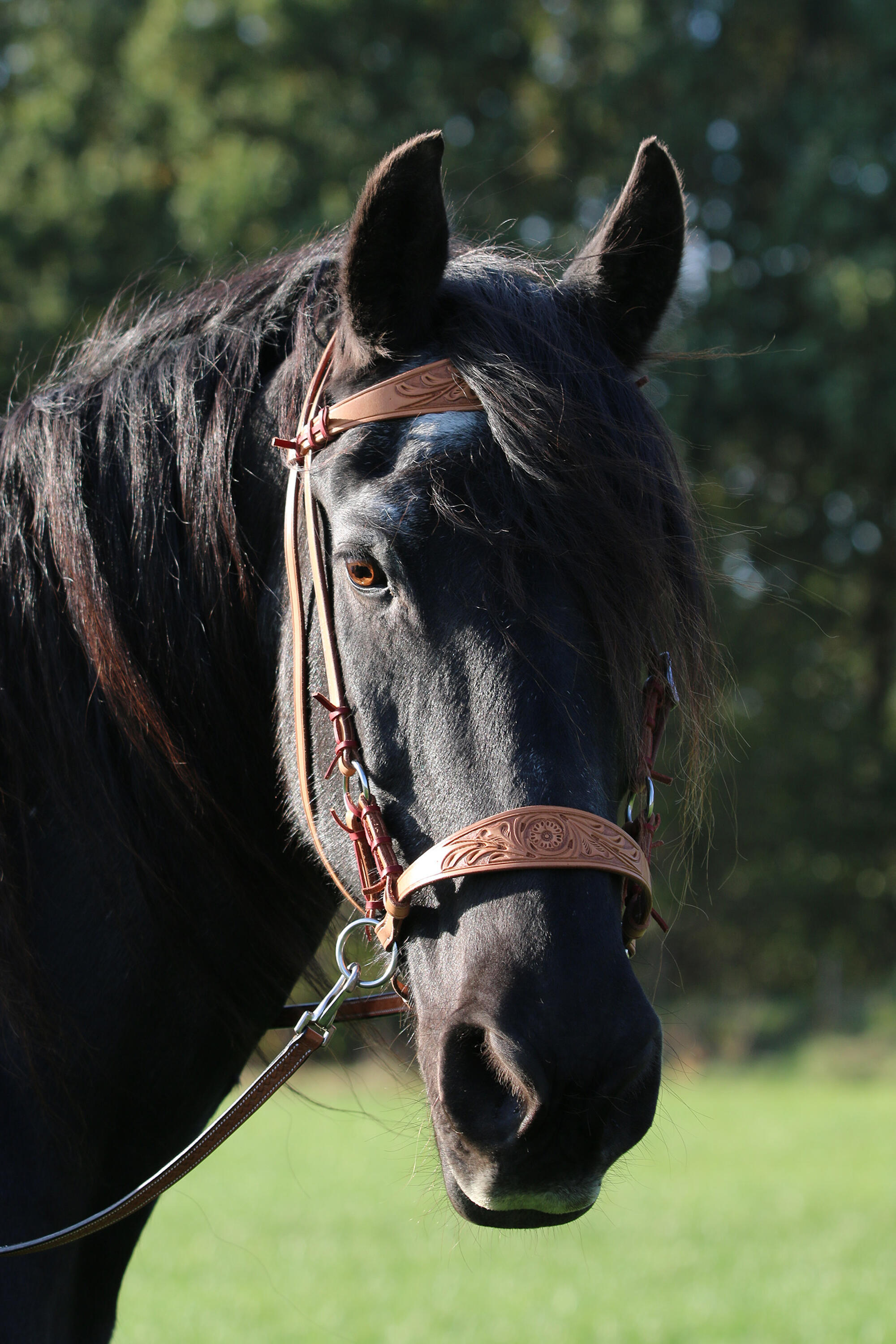 Sidepull with reins - F.R.A® 'Diego', natural