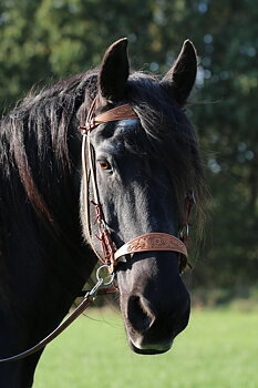 Sidepull with reins - F.R.A® 'Diego', natural