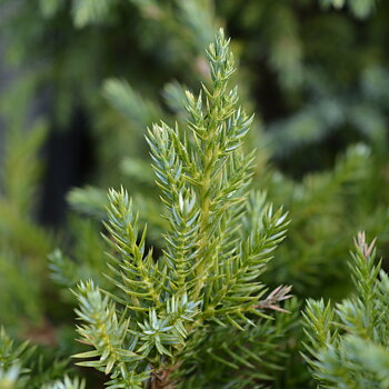 Juniperus pingii 'Hulsdonk Yellow' .20-25 cm.