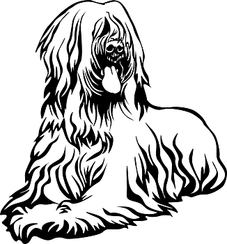 Briard - tryck 80