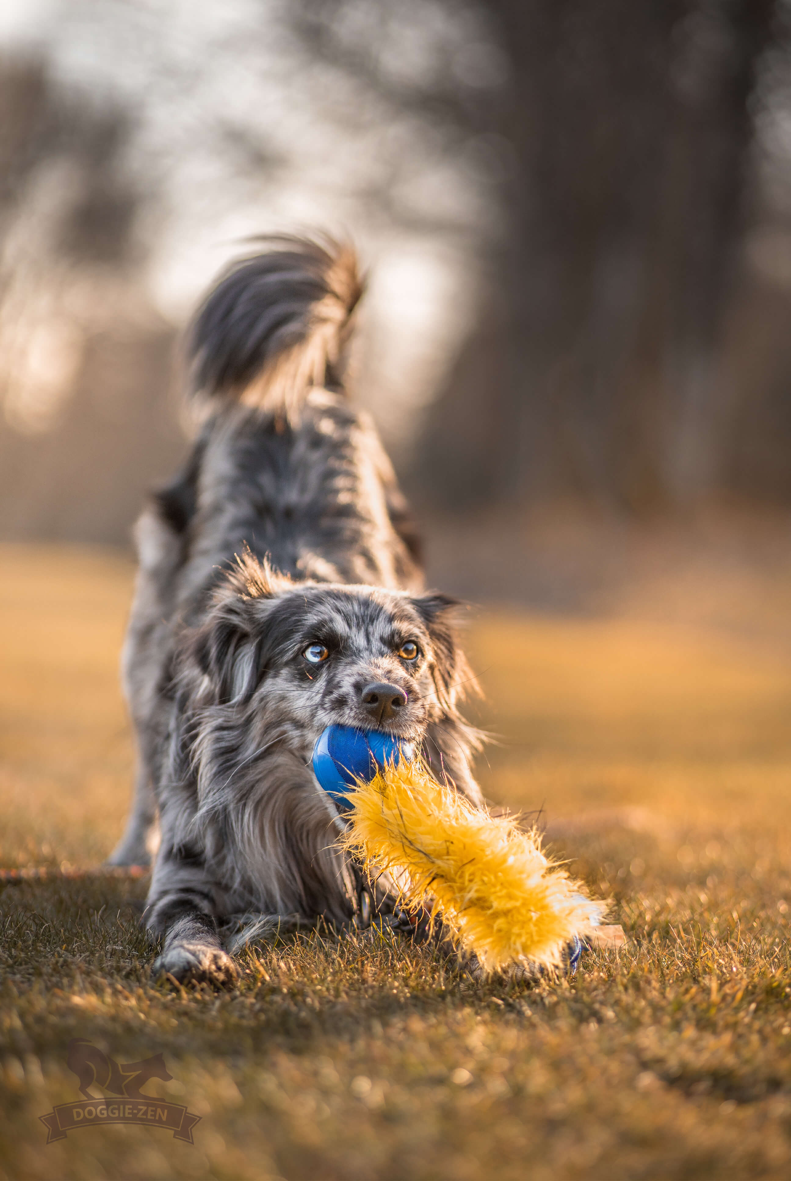 Bungee Fake Fur Tug L with Chuckit Super Crunch - 2