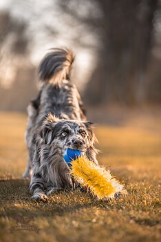 Bungee Fake Fur Tug L with Chuckit Super Crunch