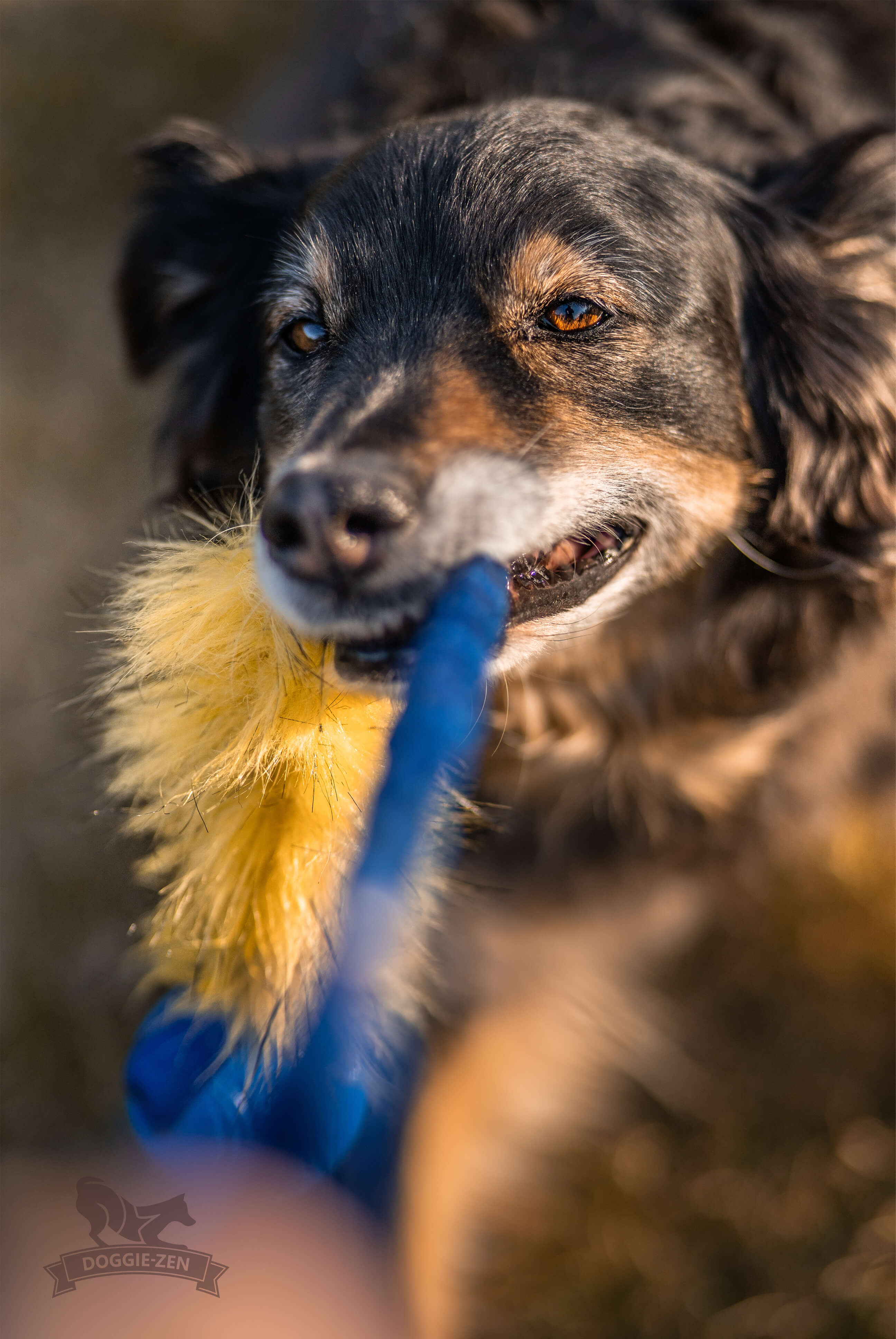 Bungee Fake Fur Tug L with Chuckit Super Crunch - 9