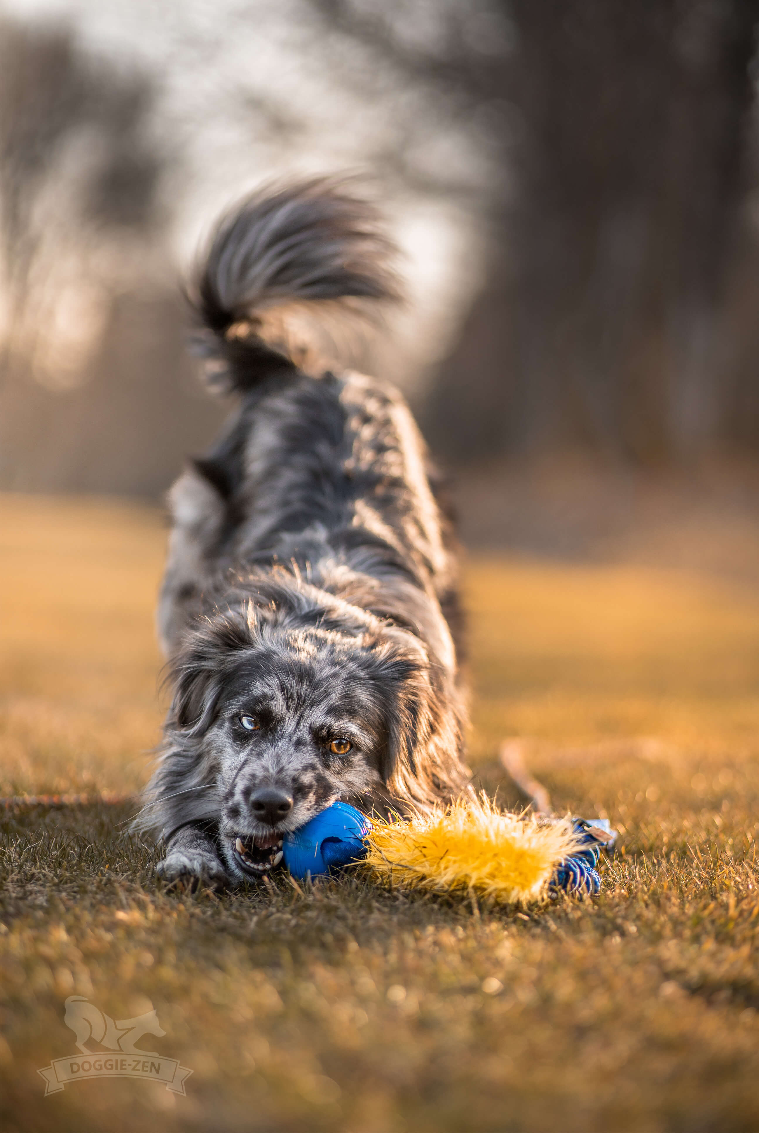 Bungee Fake Fur Tug L with Chuckit Super Crunch - 14