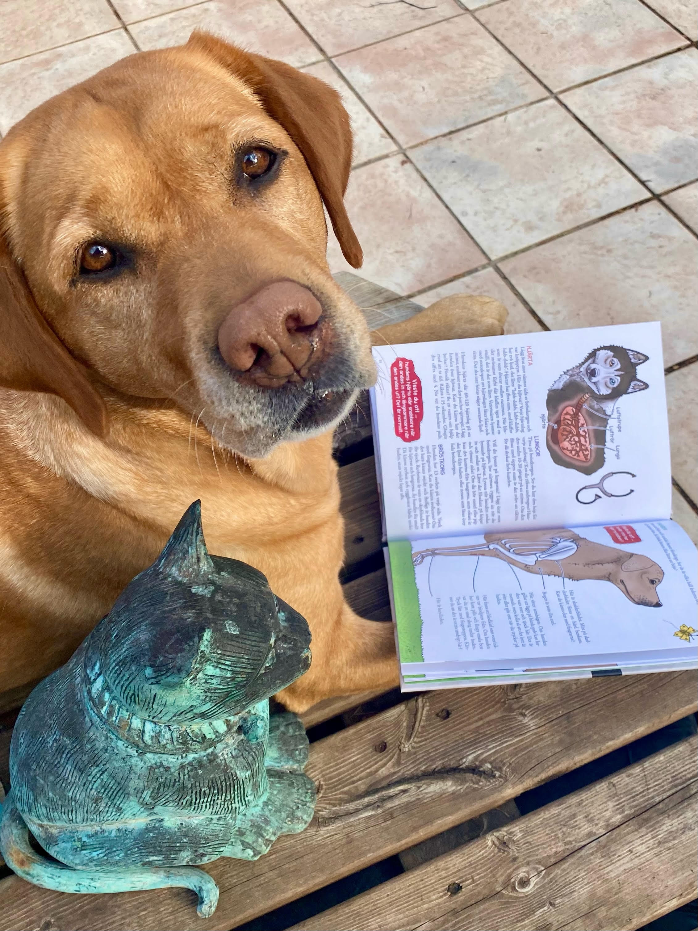 Lilla veterinärskolan - Din hund från nos till svans - 2