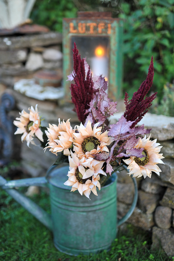 Pampas grass - Burgundy - 80 cm - 2