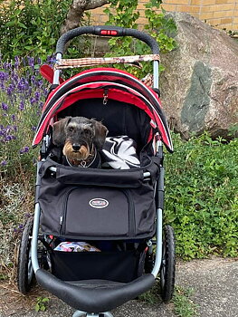 STROLLER INNOPET COMFORT EFA ECO-IPS 071/RB- SVART/RÖD