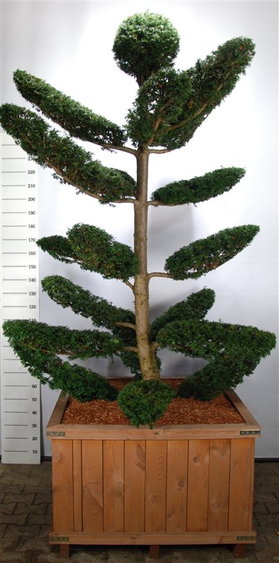 Idegran Taxus baccata 200-225 cm. bonsai
