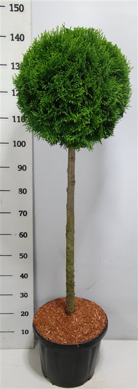 Thuja occ. 'Smaragd' 90 cm stam