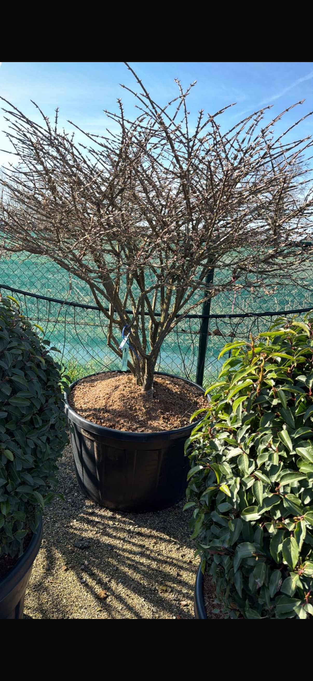 japansk benved "Euonymus alatus" 125-150cm - 3