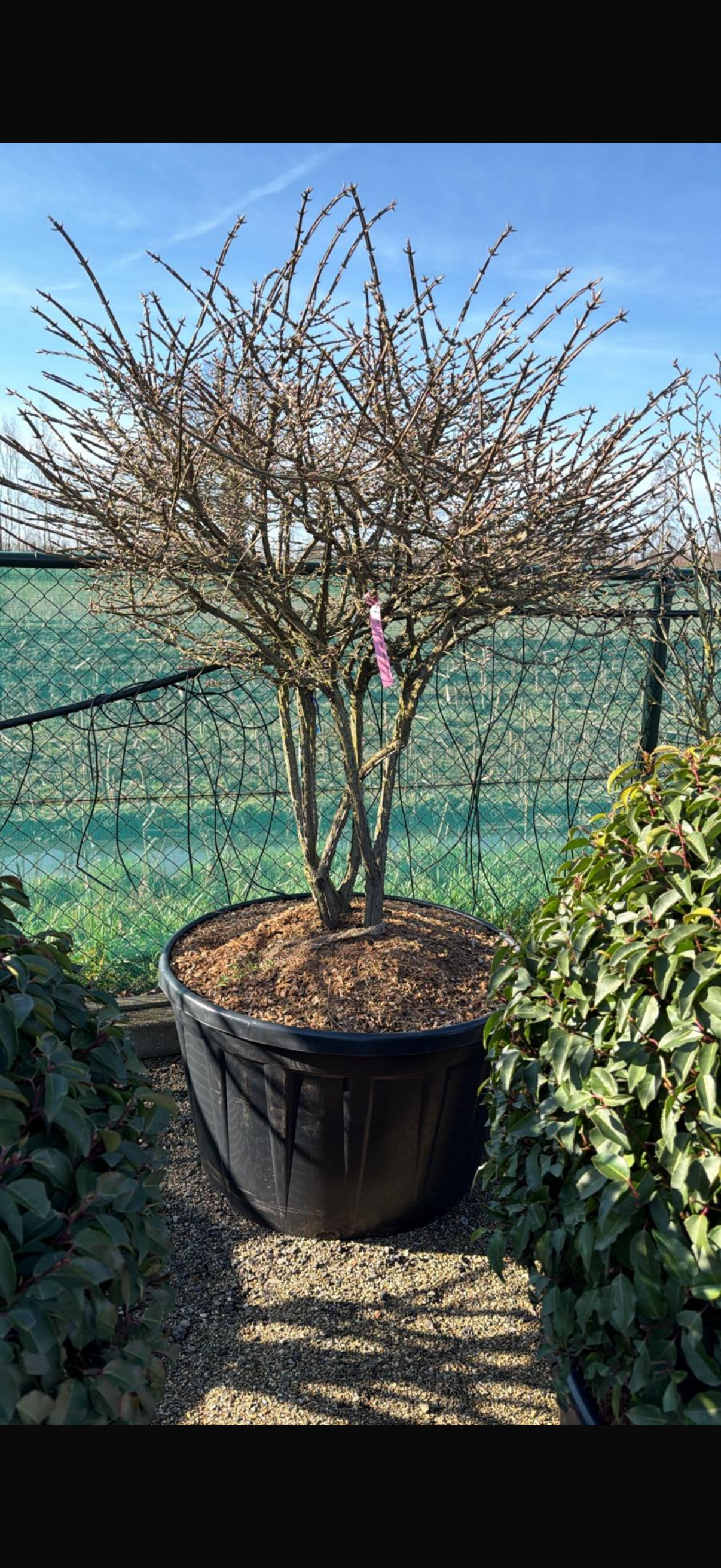 japansk benved "Euonymus alatus" 125-150cm - 5