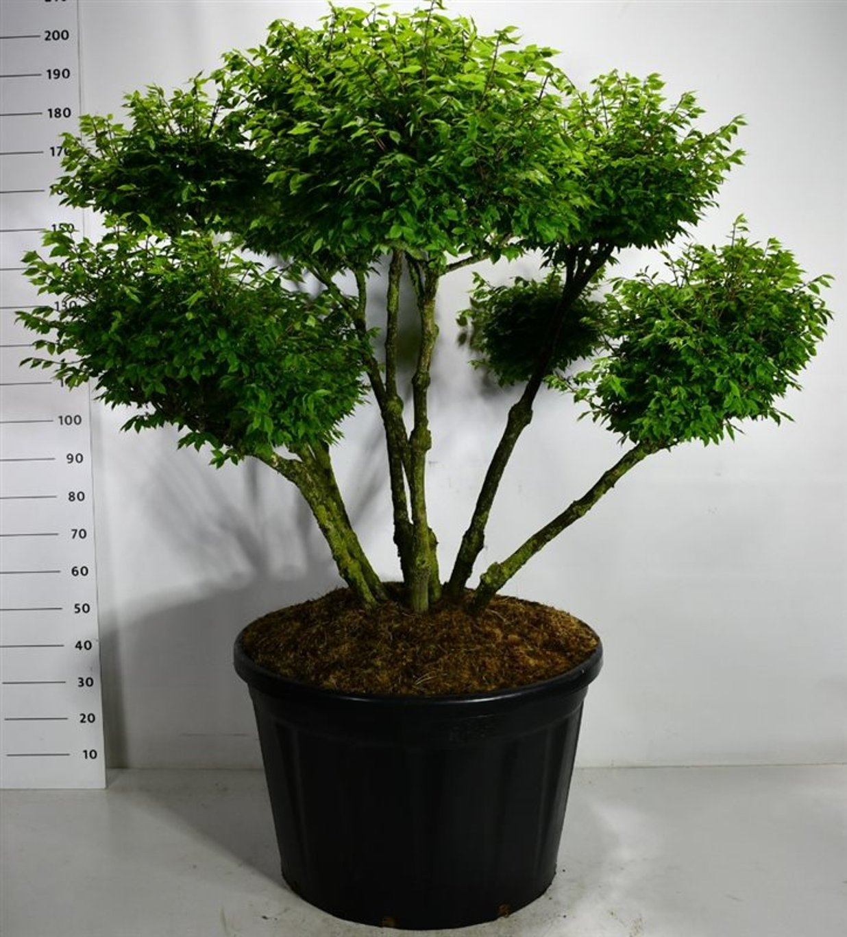 Euonymus alat. 'Compactus' 100-125 cm bonsai