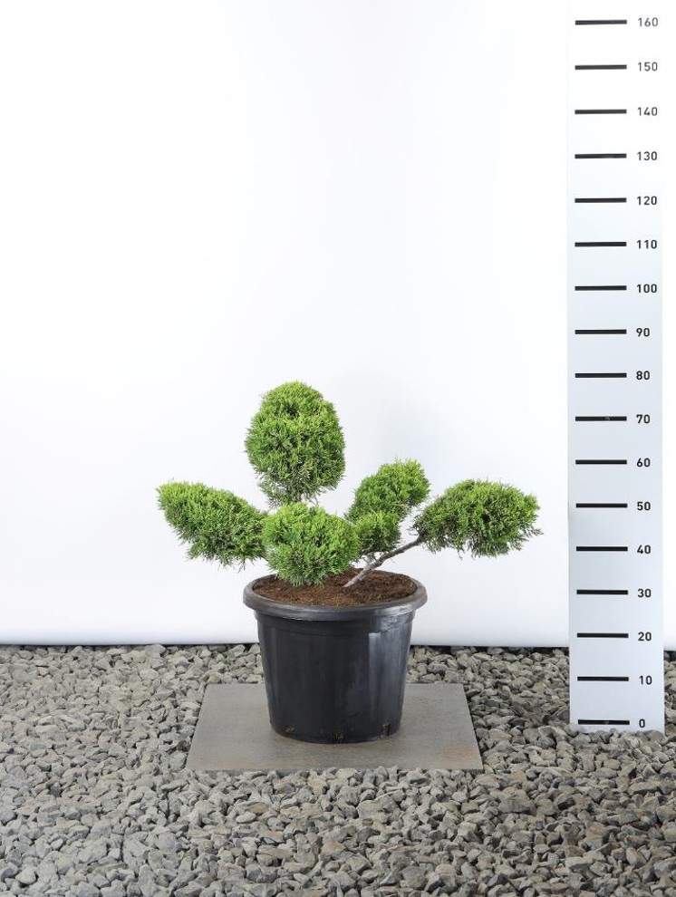 Juniperus med. "Old Gold" 60-80 cm 