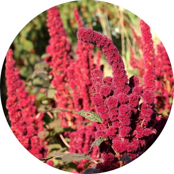 Blodamarant  - Red Cathedral