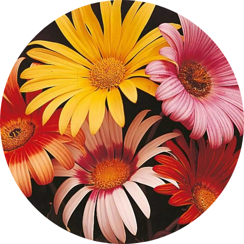 African Daisy - Harlequin Mix