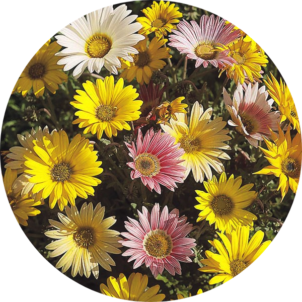 African Daisy - Harlequin Mix