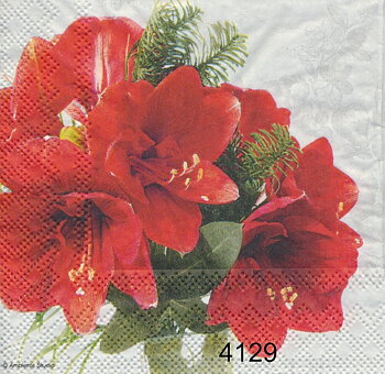 Amaryllis