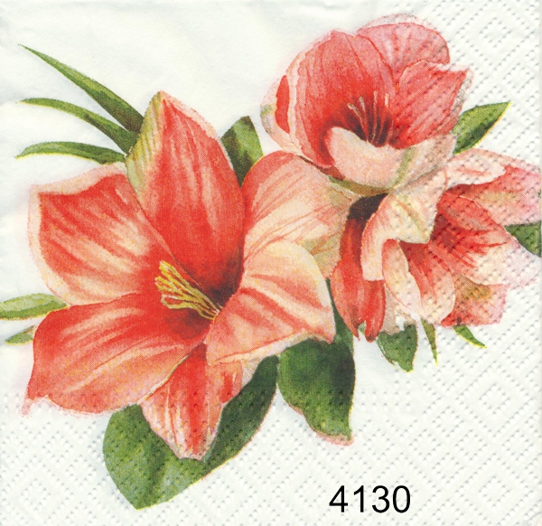 Rosa amaryllis