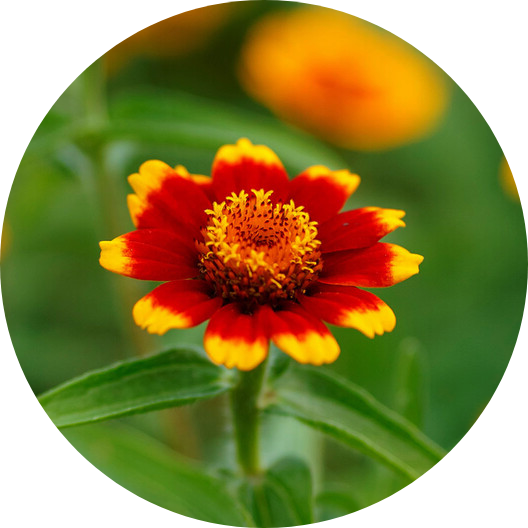 Guldzinnia - Chippendale - Kultursort