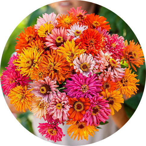 Zinnia - Burpeeana Giants Mix - Kultursort