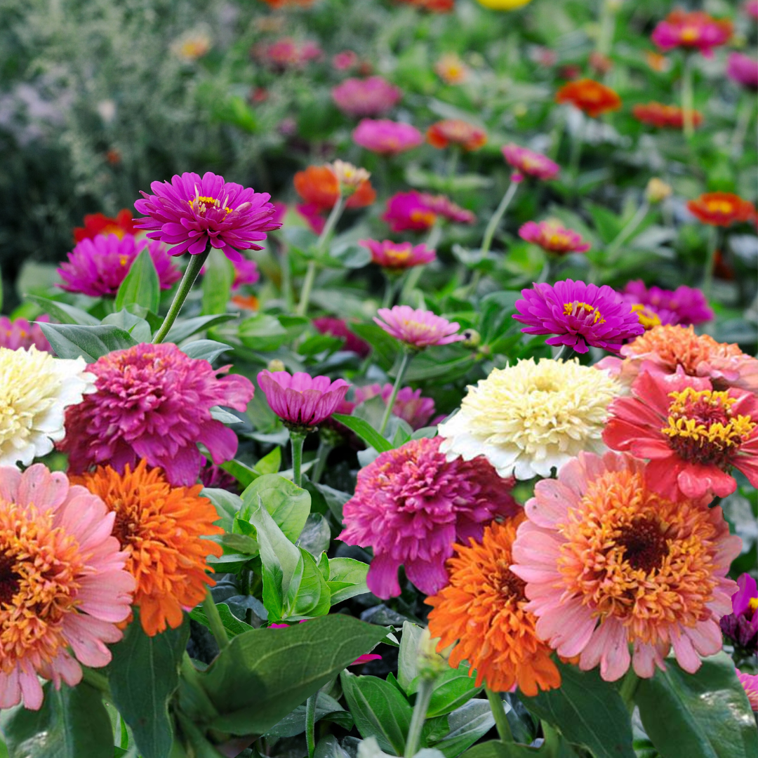 Zinnia - Scabiosa Flowered Mix