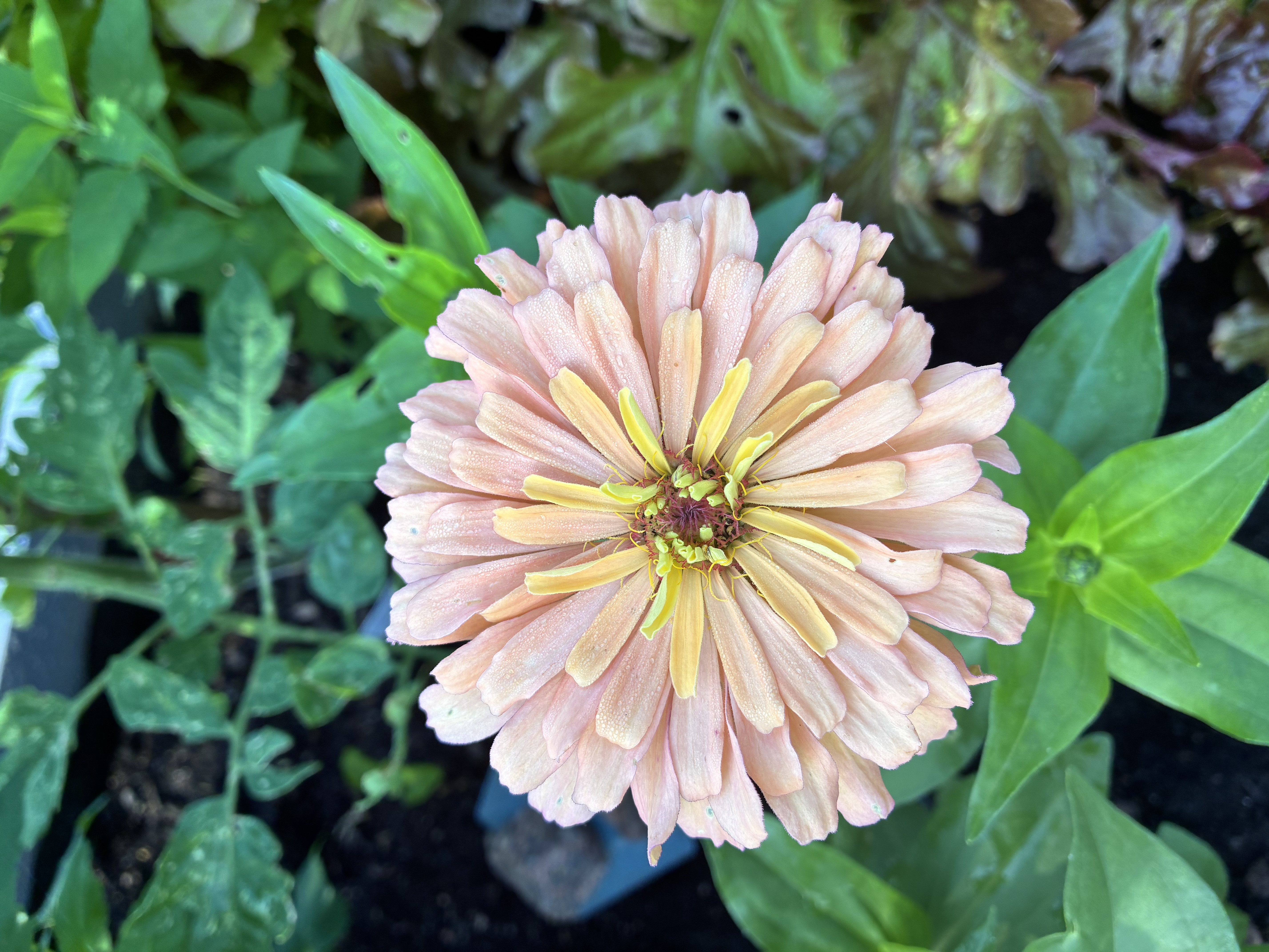 Zinnia - Super Cactus Burpee Rose