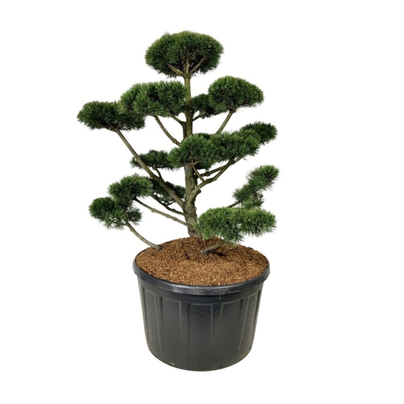 Pinus mugo Gnom  125-150 cm. 