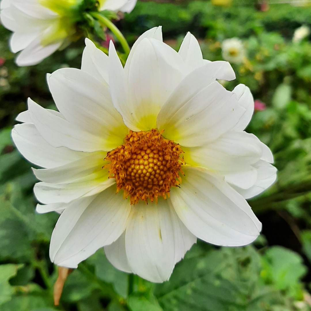 Dahlia - Mignon White