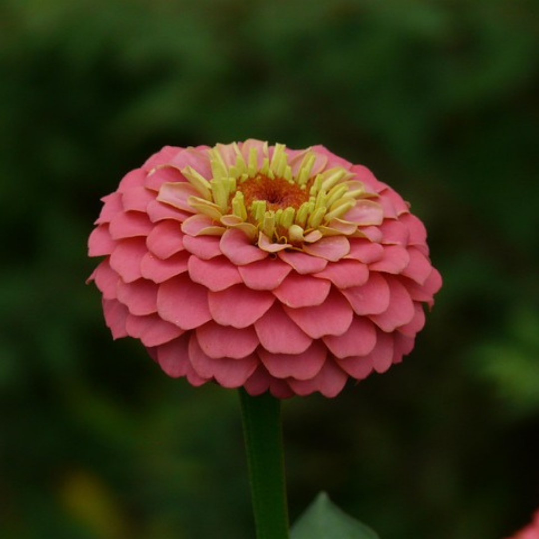 Zinnia - Illumination - Kultursort