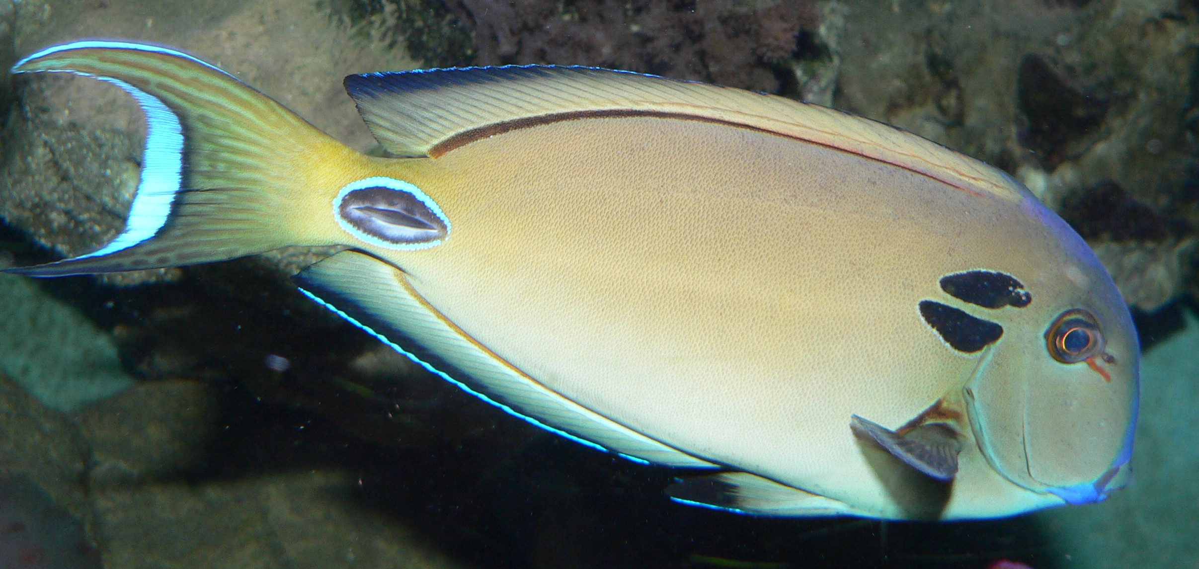 Acanthurus Tennenti (reef safe)