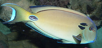 Acanthurus Tennenti (reef safe)