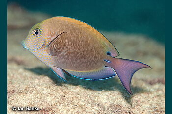 Acanthurus nigrofuscus (reef safe)