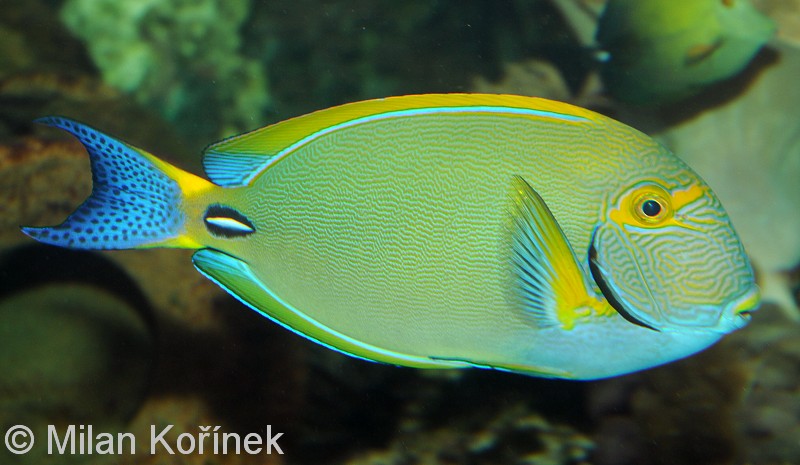 Acanthurus dussumieri (reef safe)