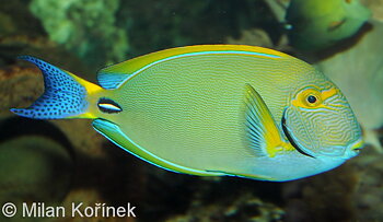 Acanthurus dussumieri (reef safe)